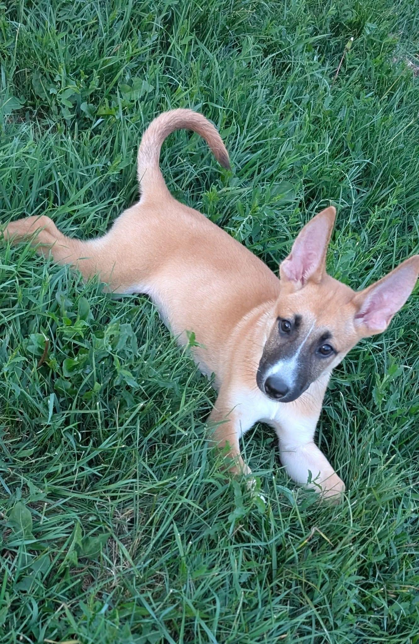 Lexi The Shepherd Mix thumbnail 6