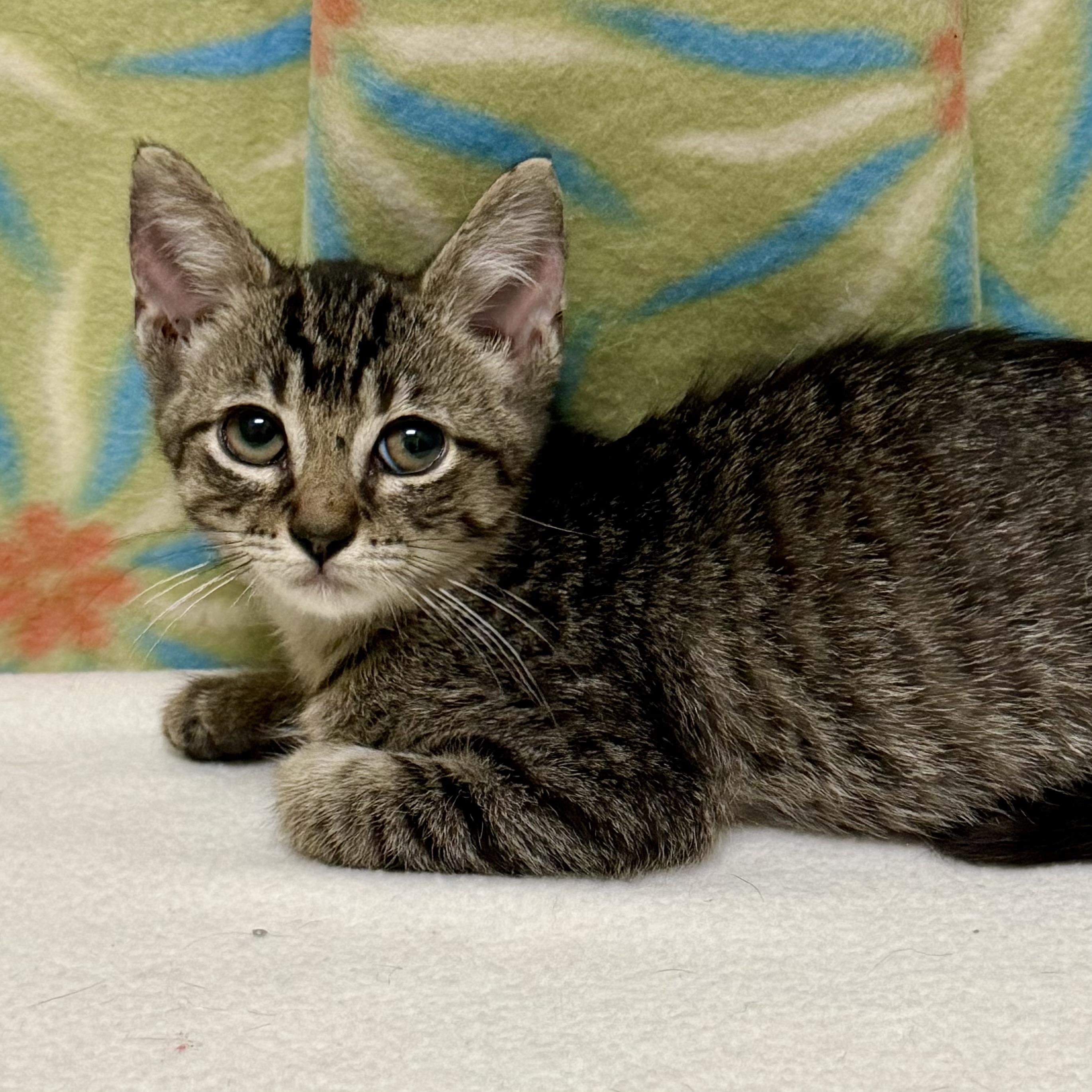 Enlarge Mike, an adoptable mixed breed in Libertyville, IL image 1/3