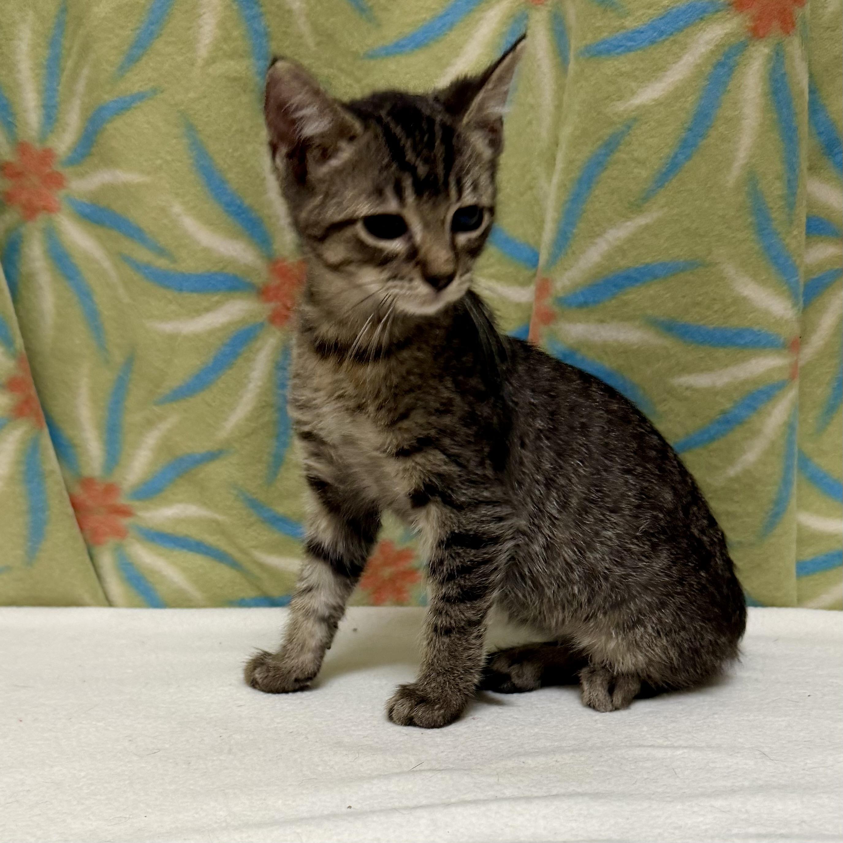 Enlarge Mike, an adoptable mixed breed in Libertyville, IL image 2/3