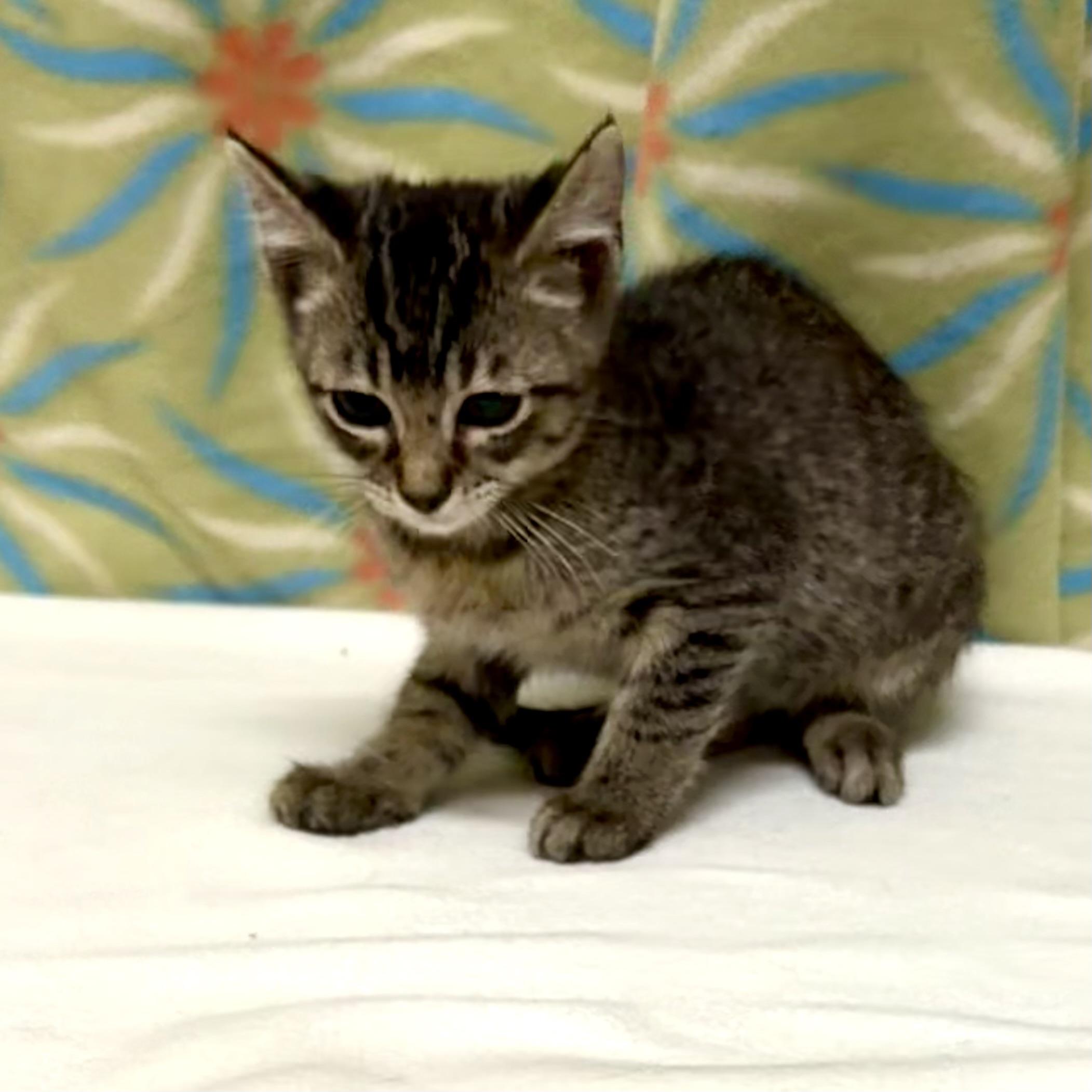 Enlarge Mike, an adoptable mixed breed in Libertyville, IL image 3/3