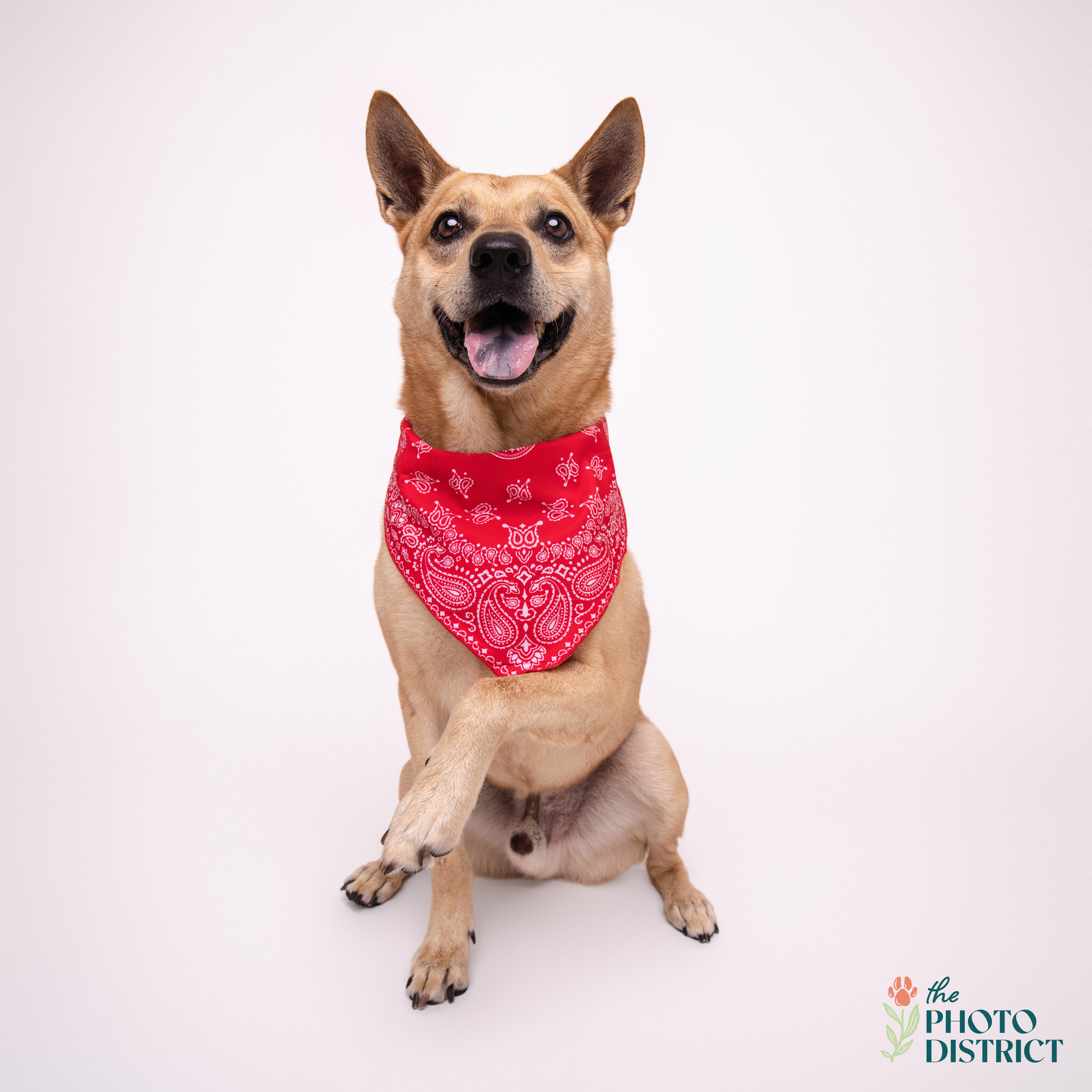 Enlarge Ranger, a Adoptable mixed breed in Winnabow, NC image 1/5