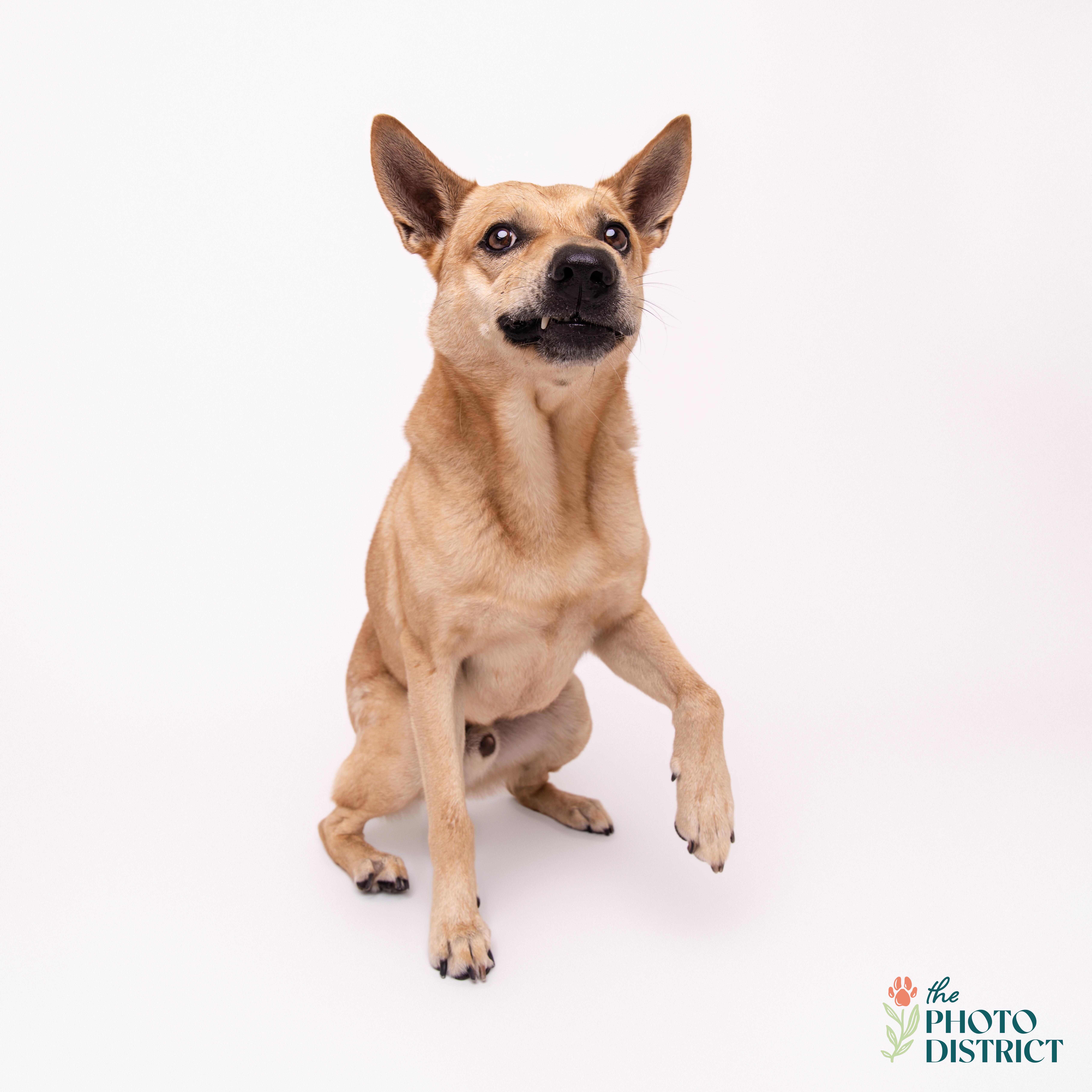 Enlarge Ranger, a Adoptable mixed breed in Winnabow, NC image 4/5