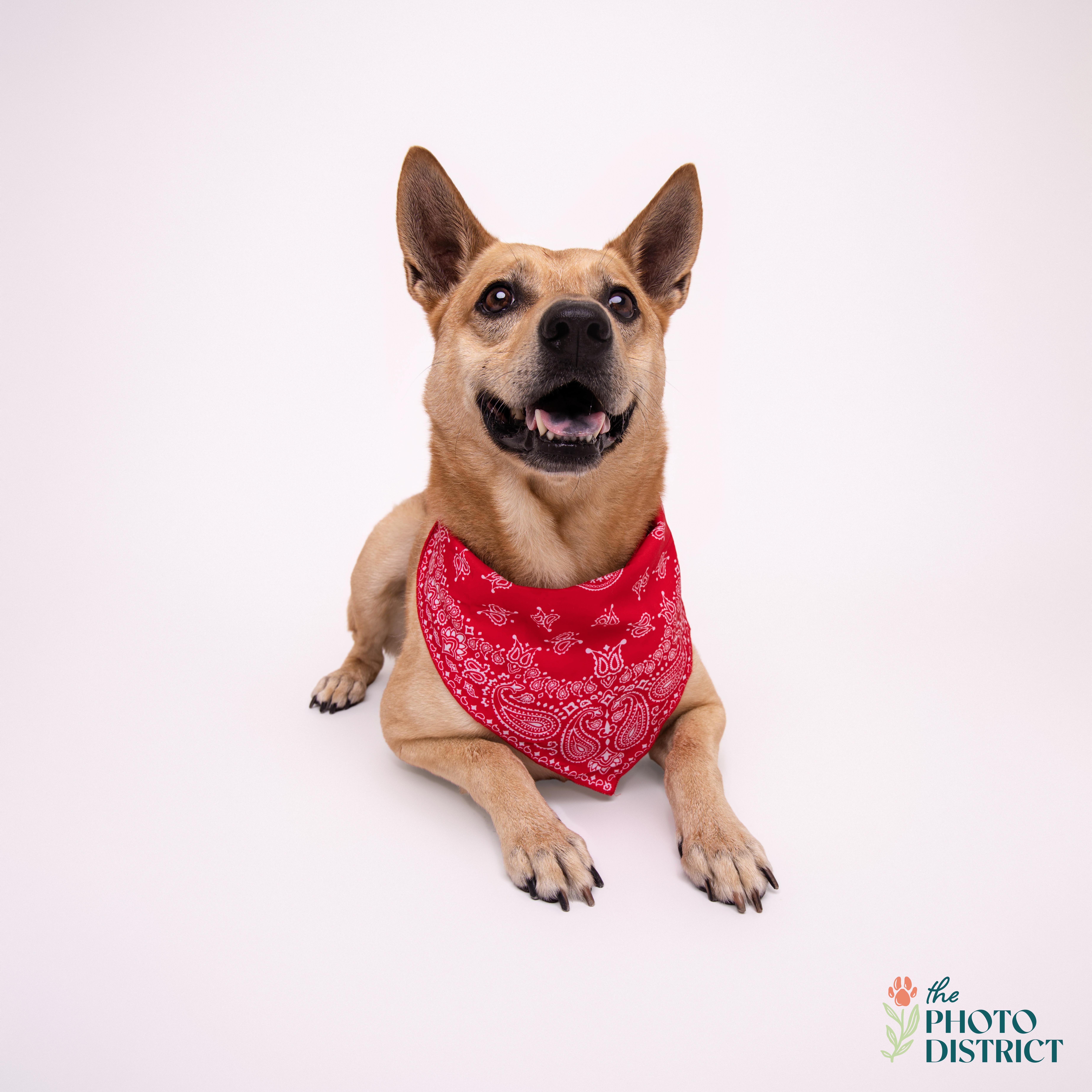 Enlarge Ranger, a Adoptable mixed breed in Winnabow, NC image 5/5