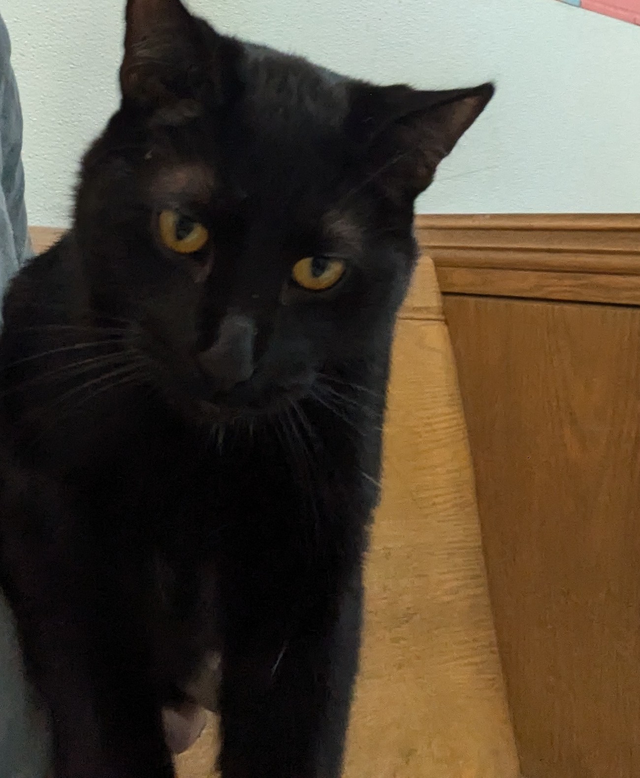 Crew, a Adoptable Domestic Short Hair in Rock Falls, IL image 2/2