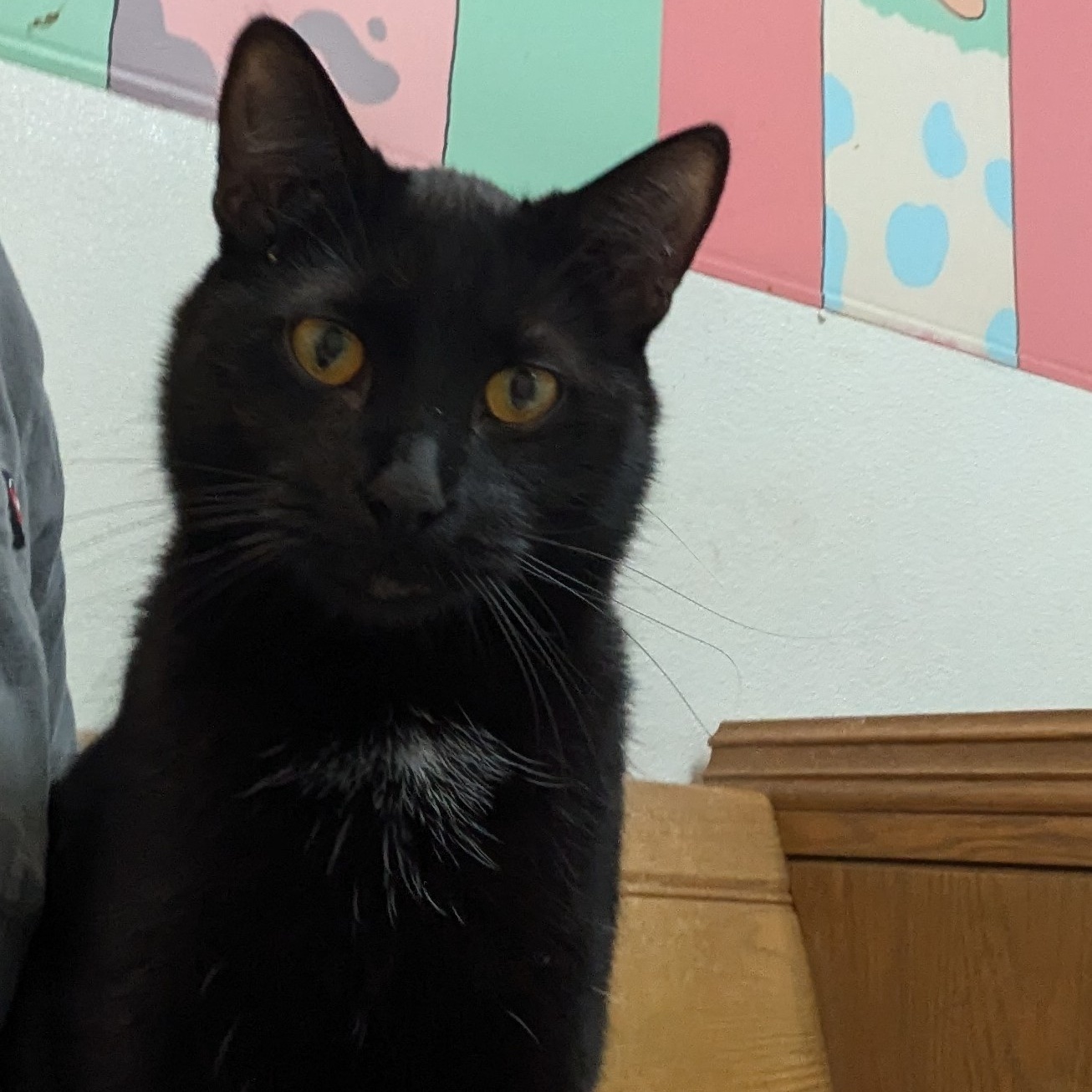 Crew, a Adoptable Domestic Short Hair in Rock Falls, IL image 1/2