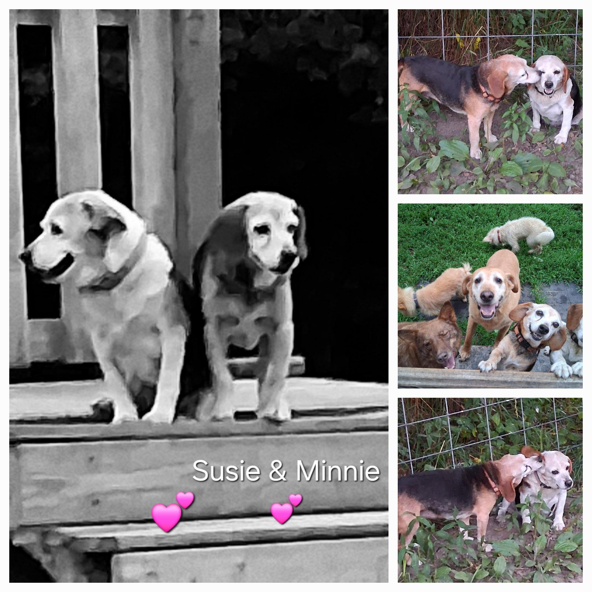 Susie & Minnie, Senior Female unknown