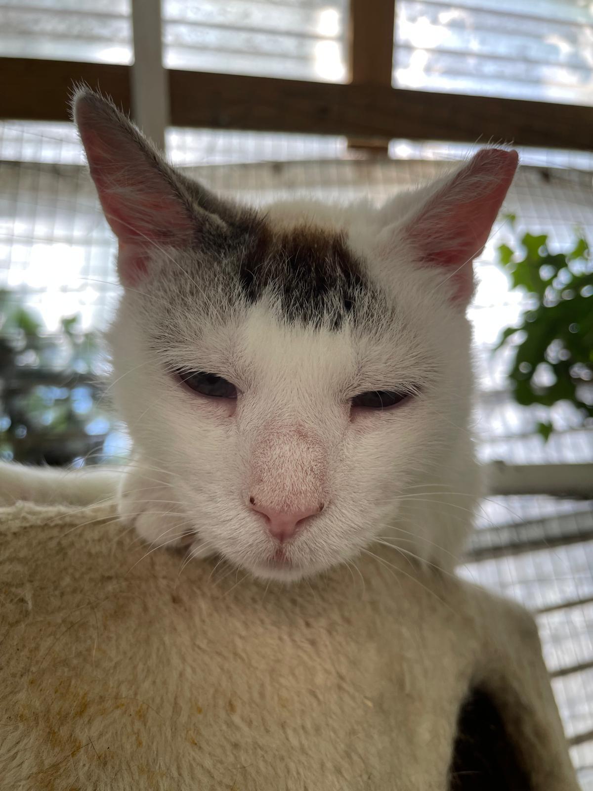 Snowflake, a ADOPTABLE Domestic Short Hair in South Ozone Park, NY image 2/3