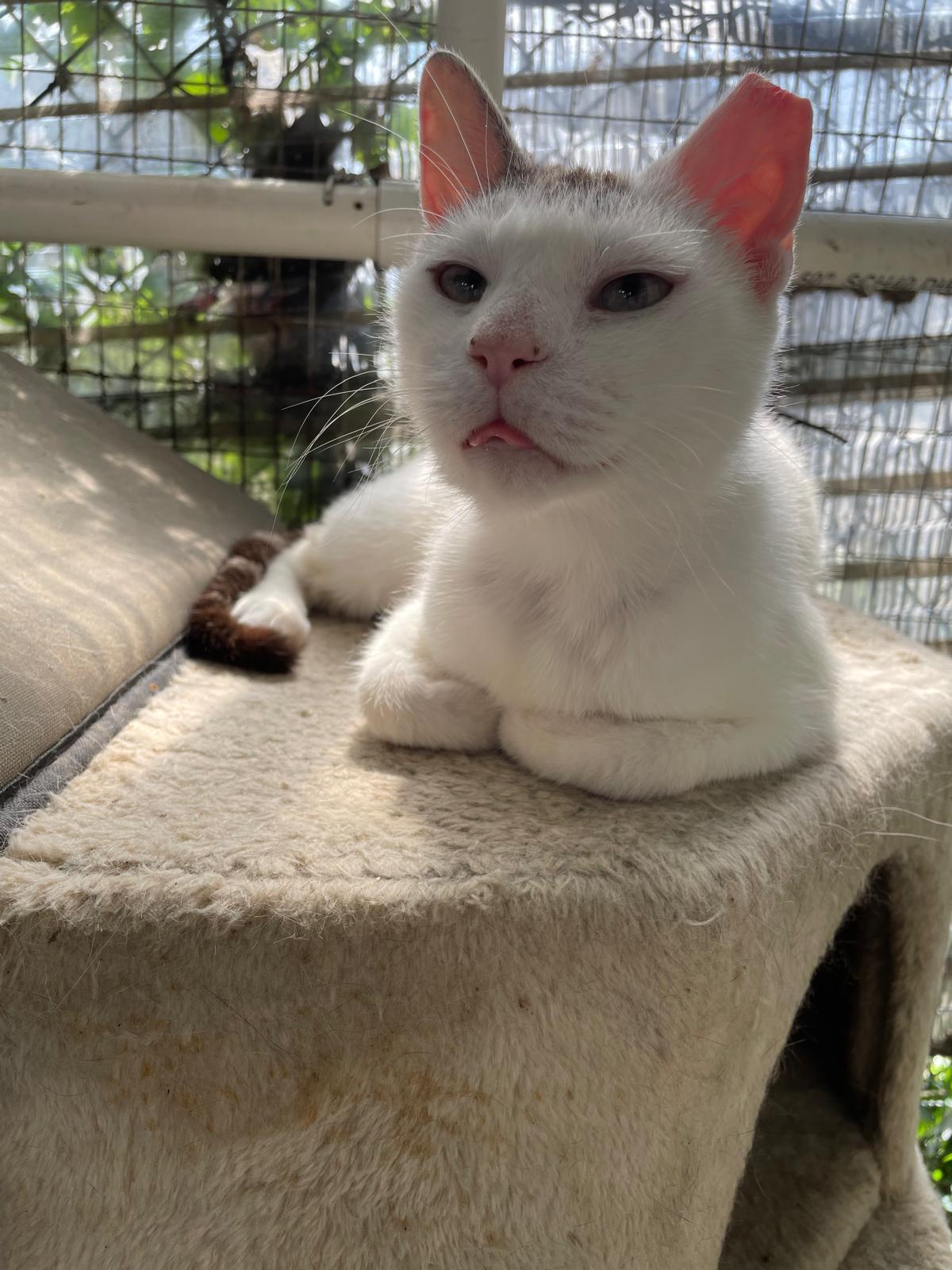Snowflake, a ADOPTABLE Domestic Short Hair in South Ozone Park, NY image 1/3