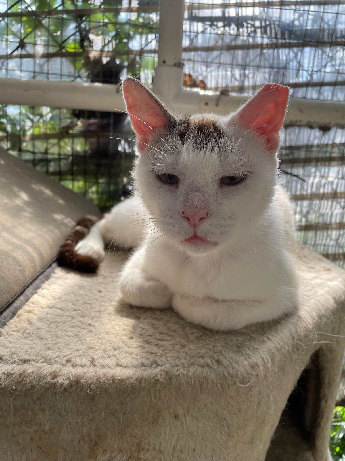 Snowflake, a ADOPTABLE Domestic Short Hair in South Ozone Park, NY image 3/3