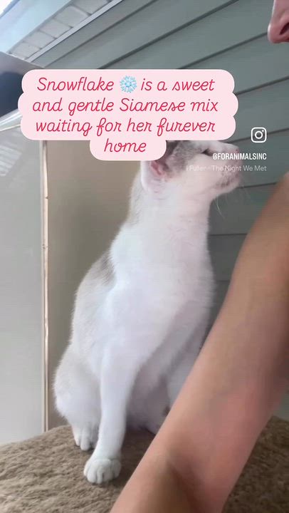 Enlarge Snowflake, a Adoptable Domestic Short Hair in South Ozone Park, NY video 4/4