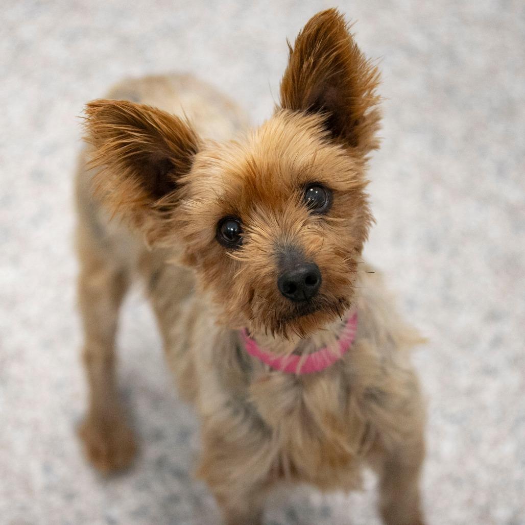 Sammi (OT25-192), Adoptable, Senior Female Yorkshire Terrier.