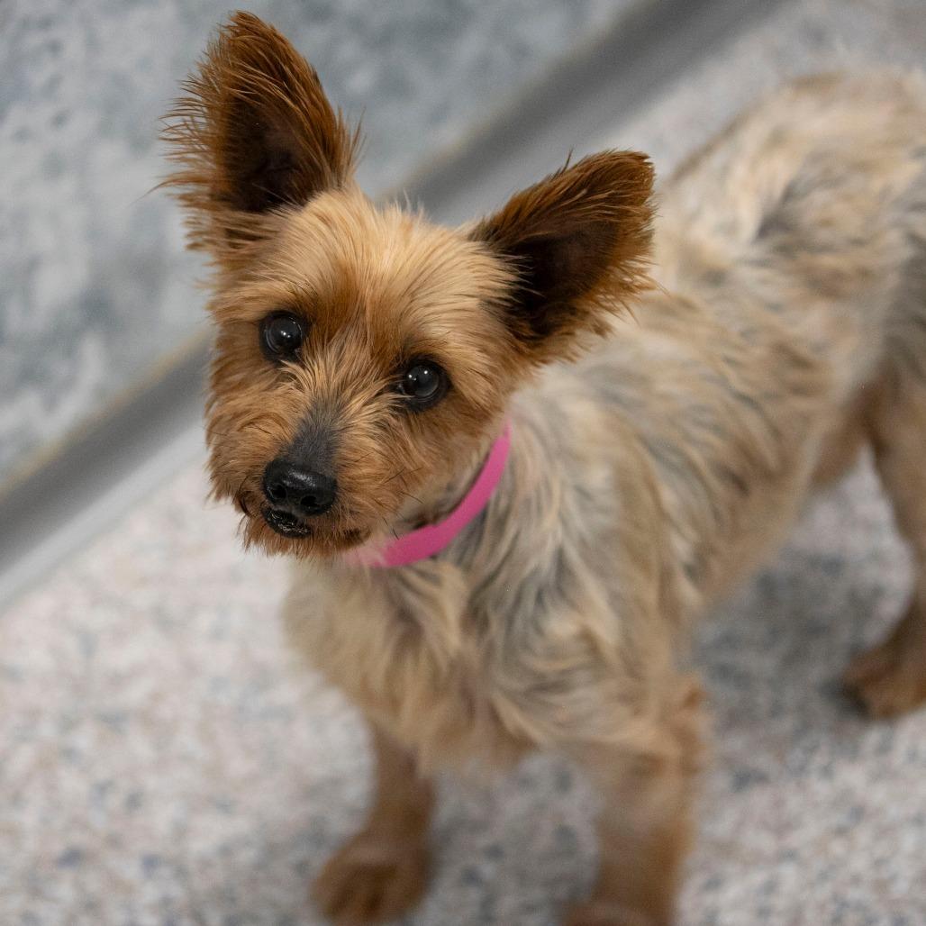 Enlarge Sammi (OT25-192), a Adoptable Yorkshire Terrier in Peyton, CO image 5/6
