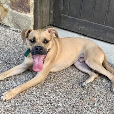 Enlarge Sugar, a Adoptable mixed breed in Sewaren, NJ image 1/6