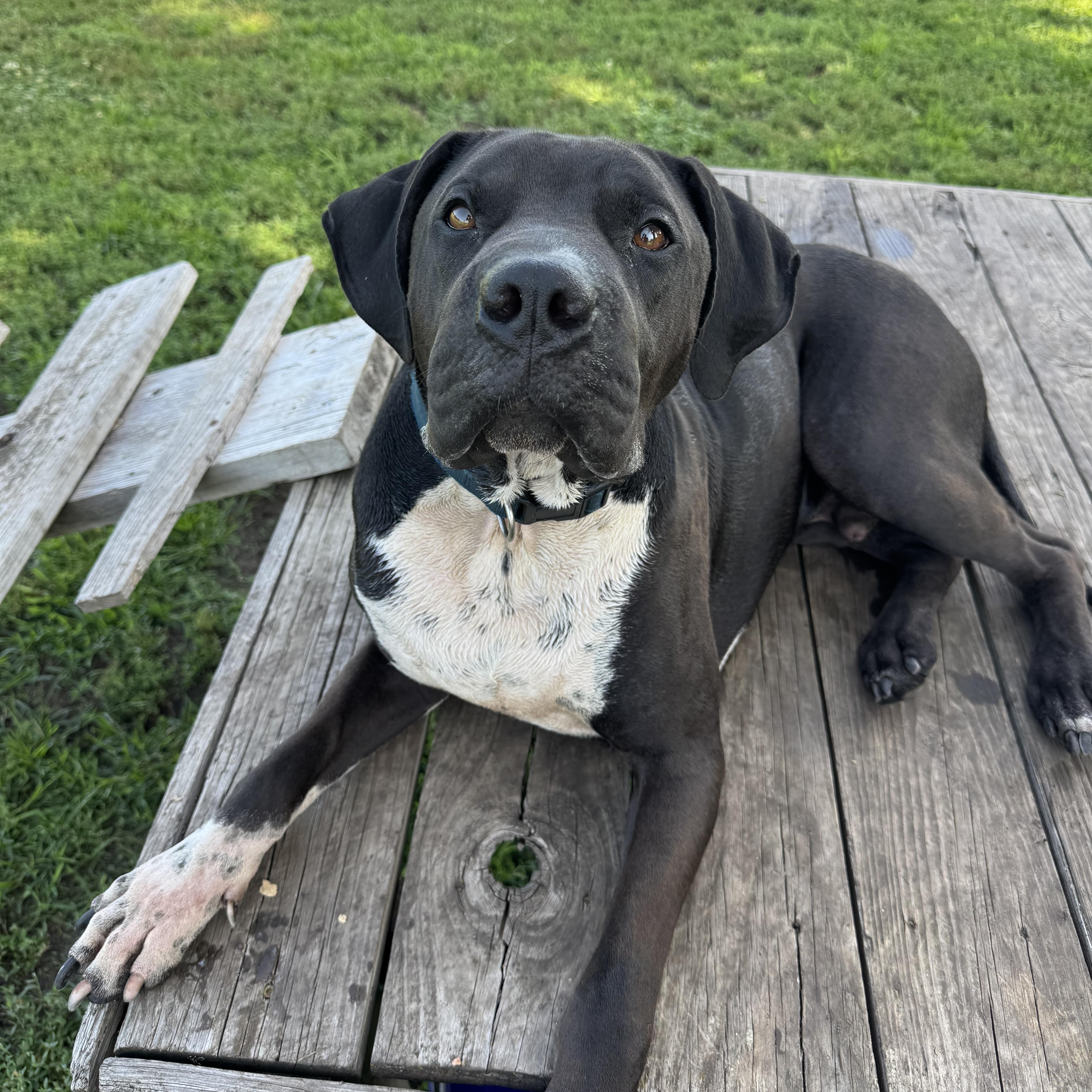 Chief, a Adoptable mixed breed in Leon, KS image 2/5