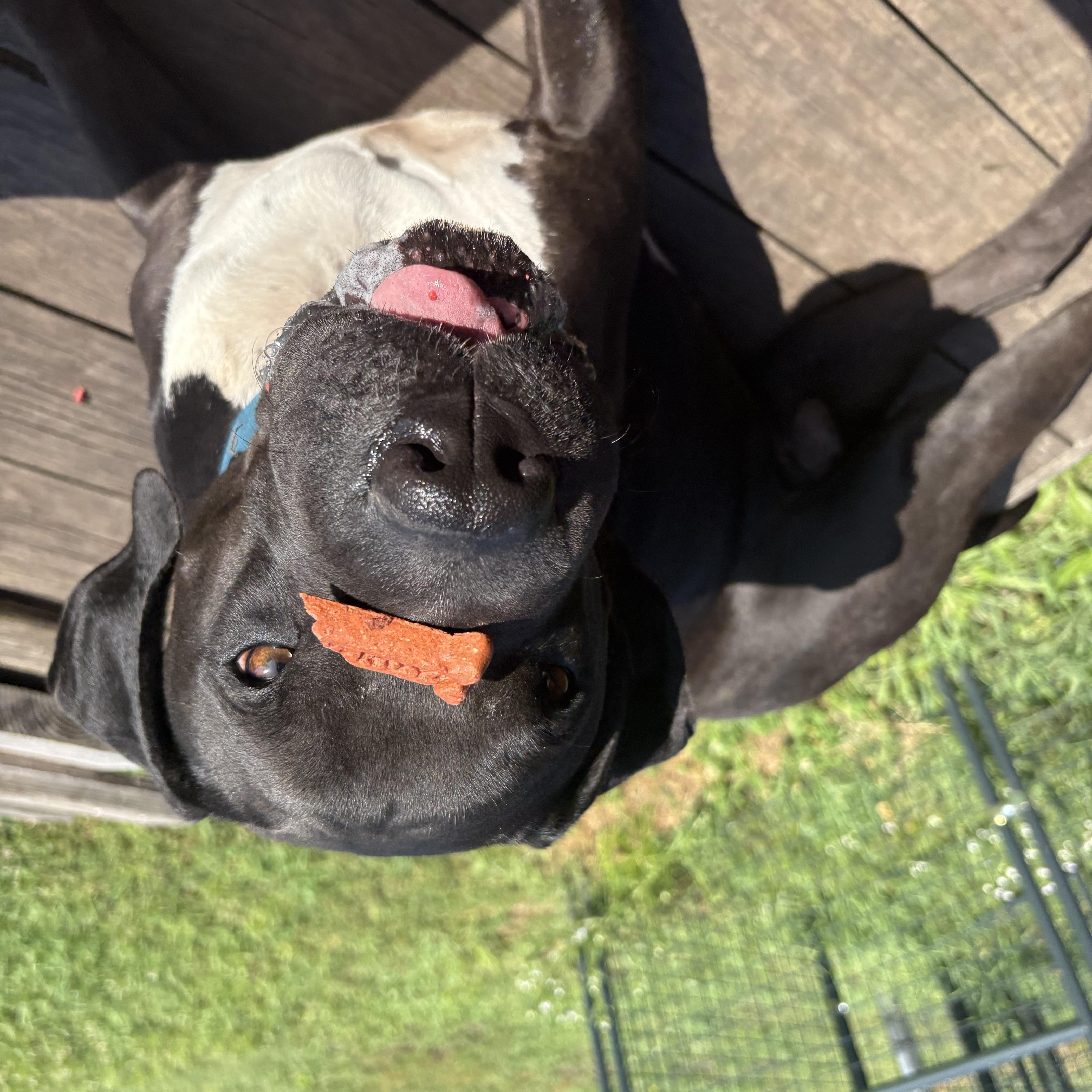 Chief, a Adoptable mixed breed in Leon, KS image 4/5