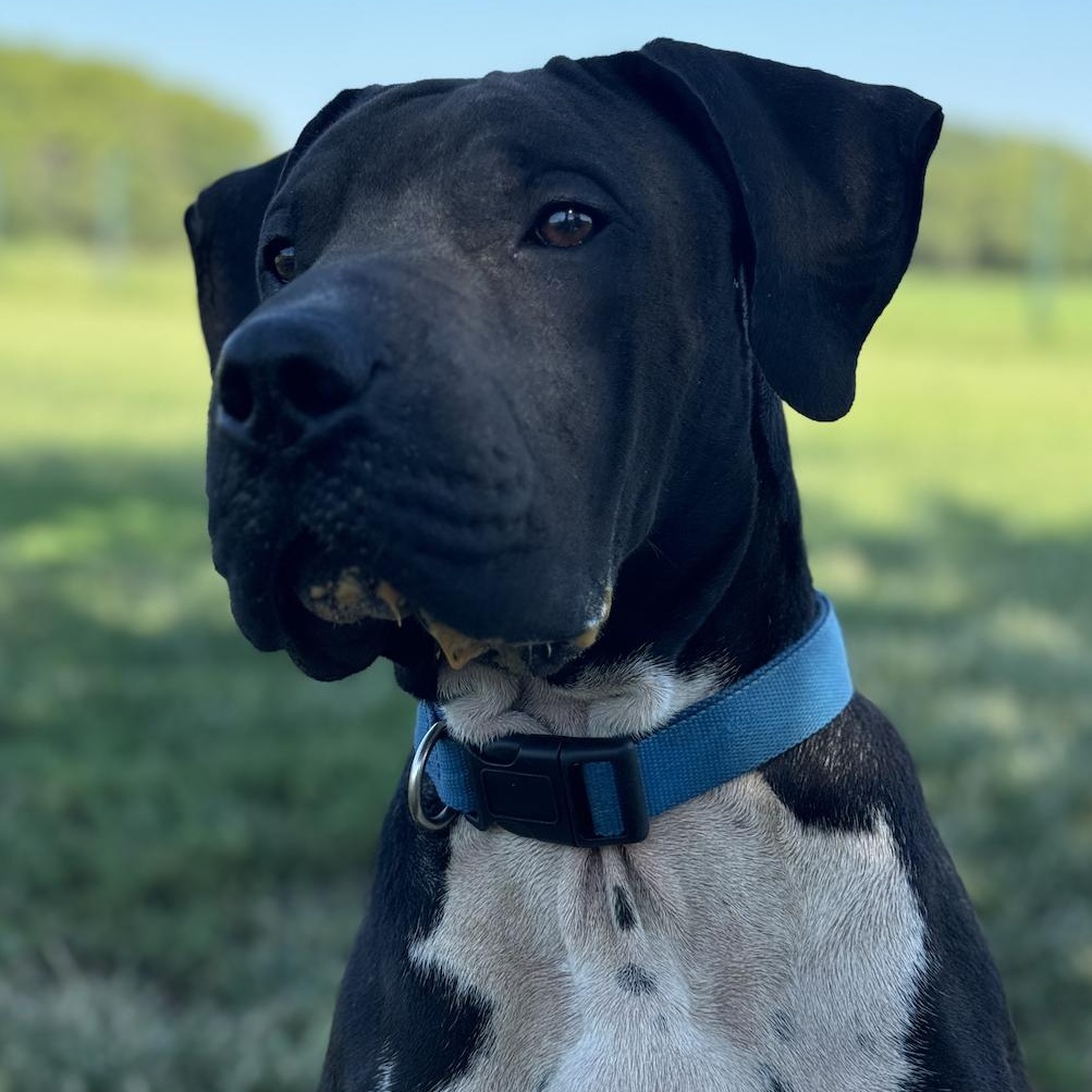 Chief, a Adoptable mixed breed in Leon, KS image 5/5