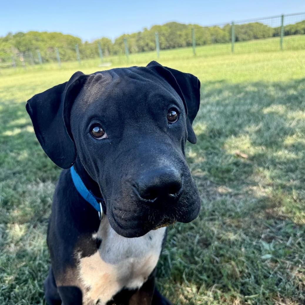 Chief, a Adoptable mixed breed in Leon, KS image 3/5