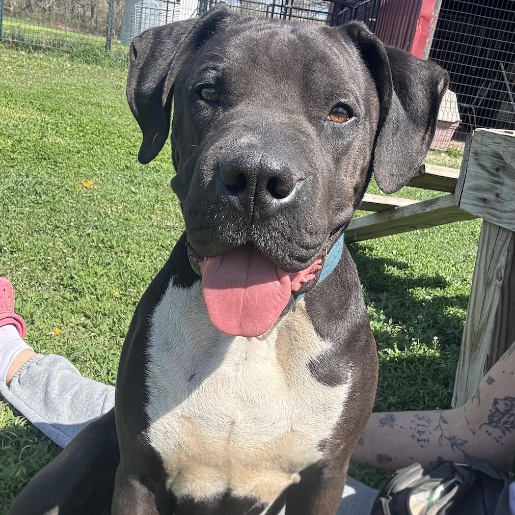 Chief, a Adoptable mixed breed in Leon, KS image 1/5