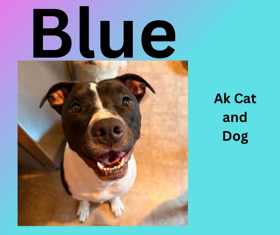 Enlarge Blue, a Adoptable Pit Bull Terrier in Wasilla, AK image 1/1
