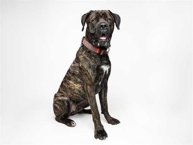TURBO, Adoptable, Young Male Cane Corso.