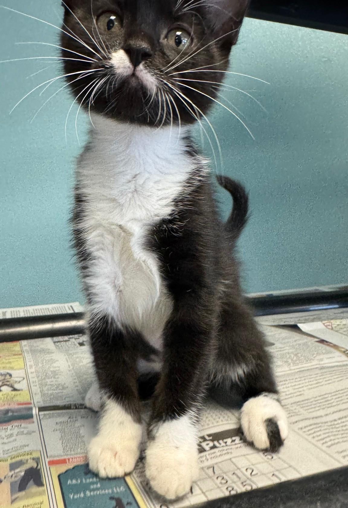 Chroma Chameleon thumbnail 3