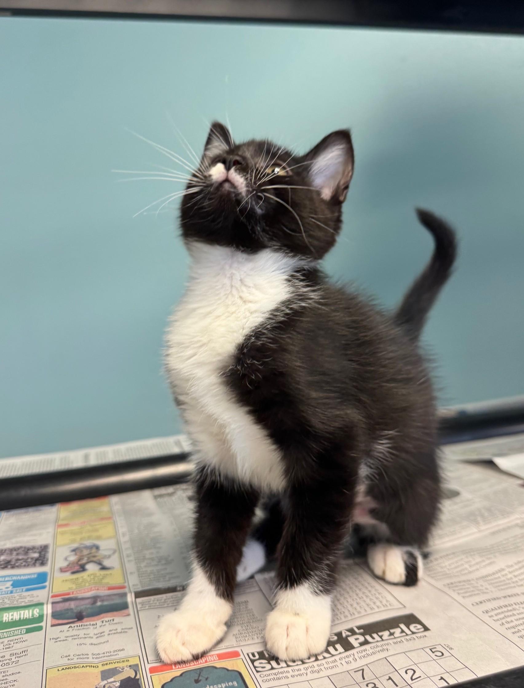 Chroma Chameleon thumbnail 4