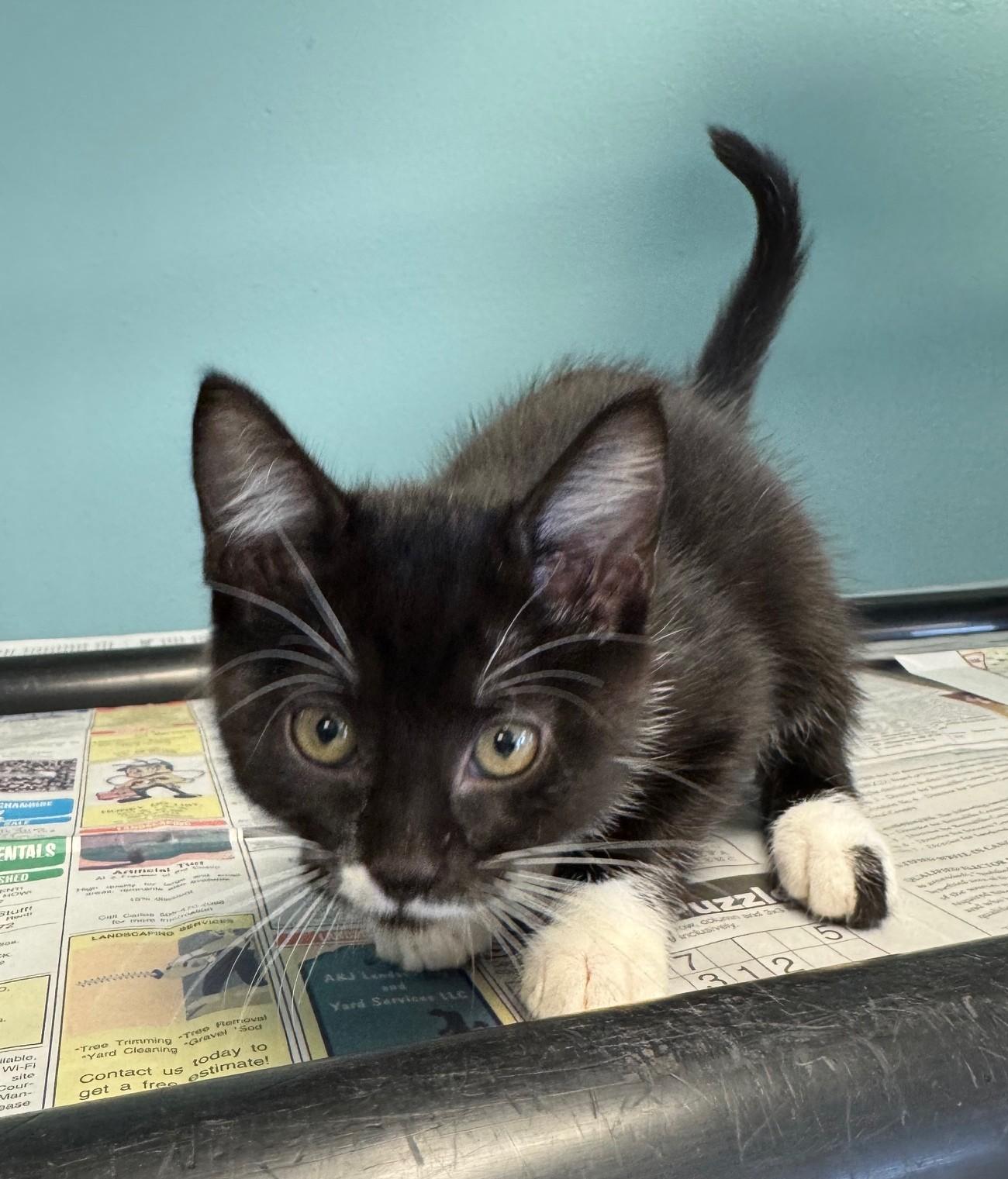 Chroma Chameleon thumbnail 2