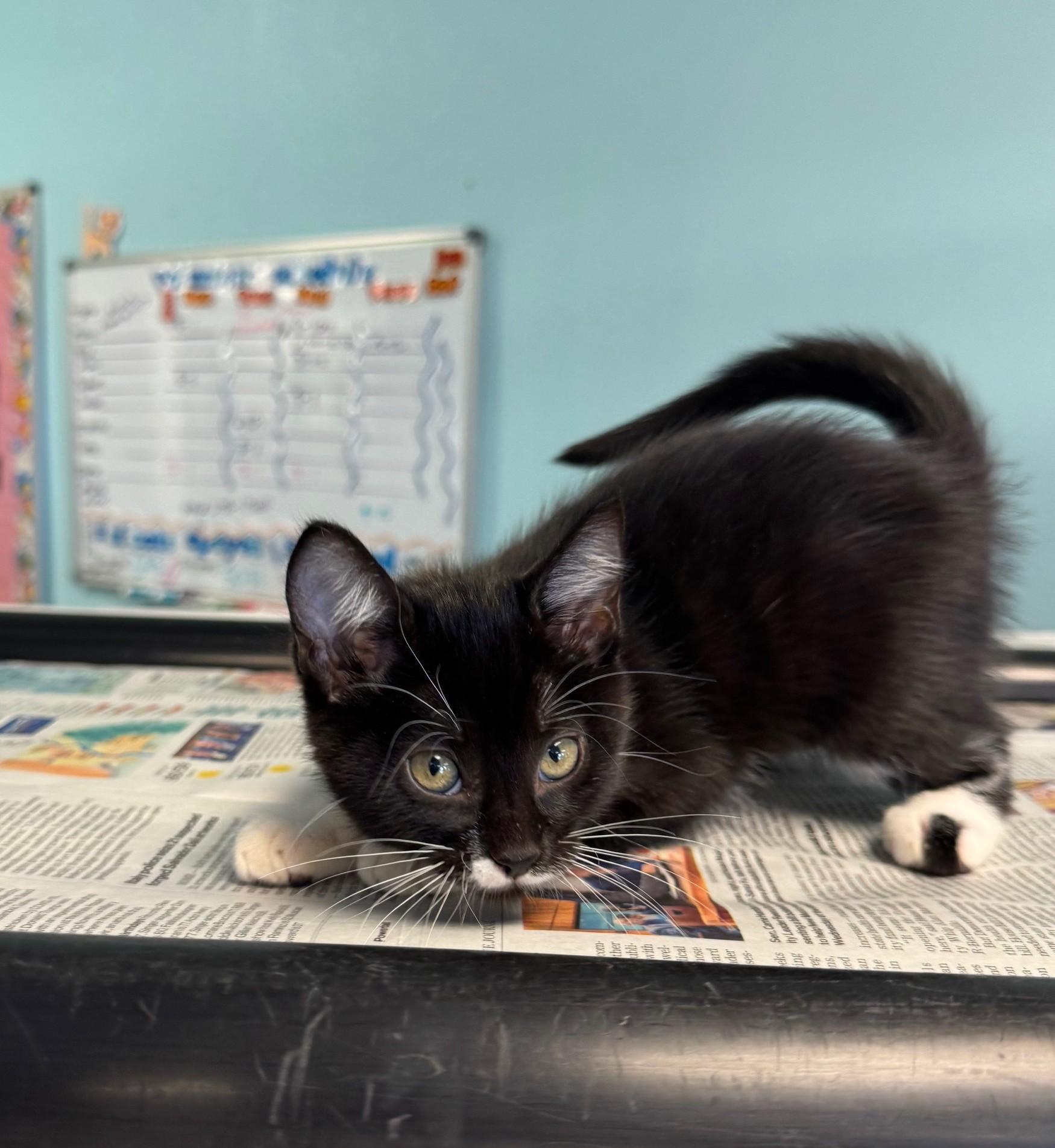 Chroma Chameleon photo 1