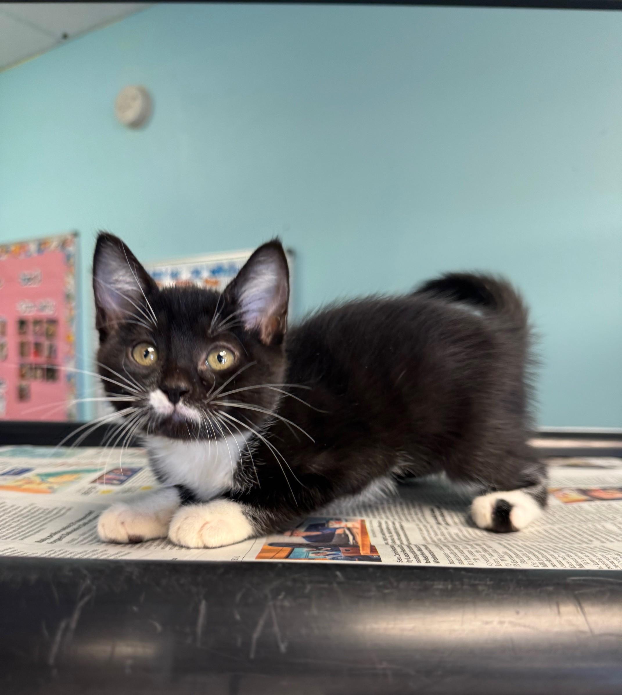 Chroma Chameleon thumbnail 5