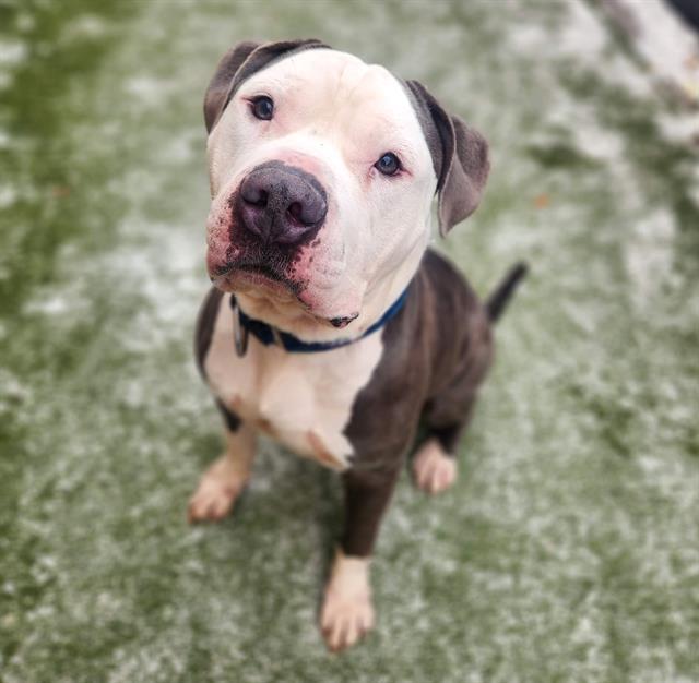 ROLLIE, Adoptable, Adult Male Pit Bull Terrier.