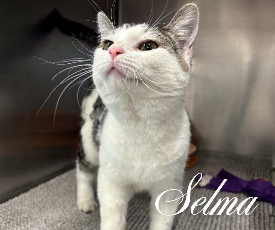 Selma, adopted, Kitten Female Domestic Short Hair.