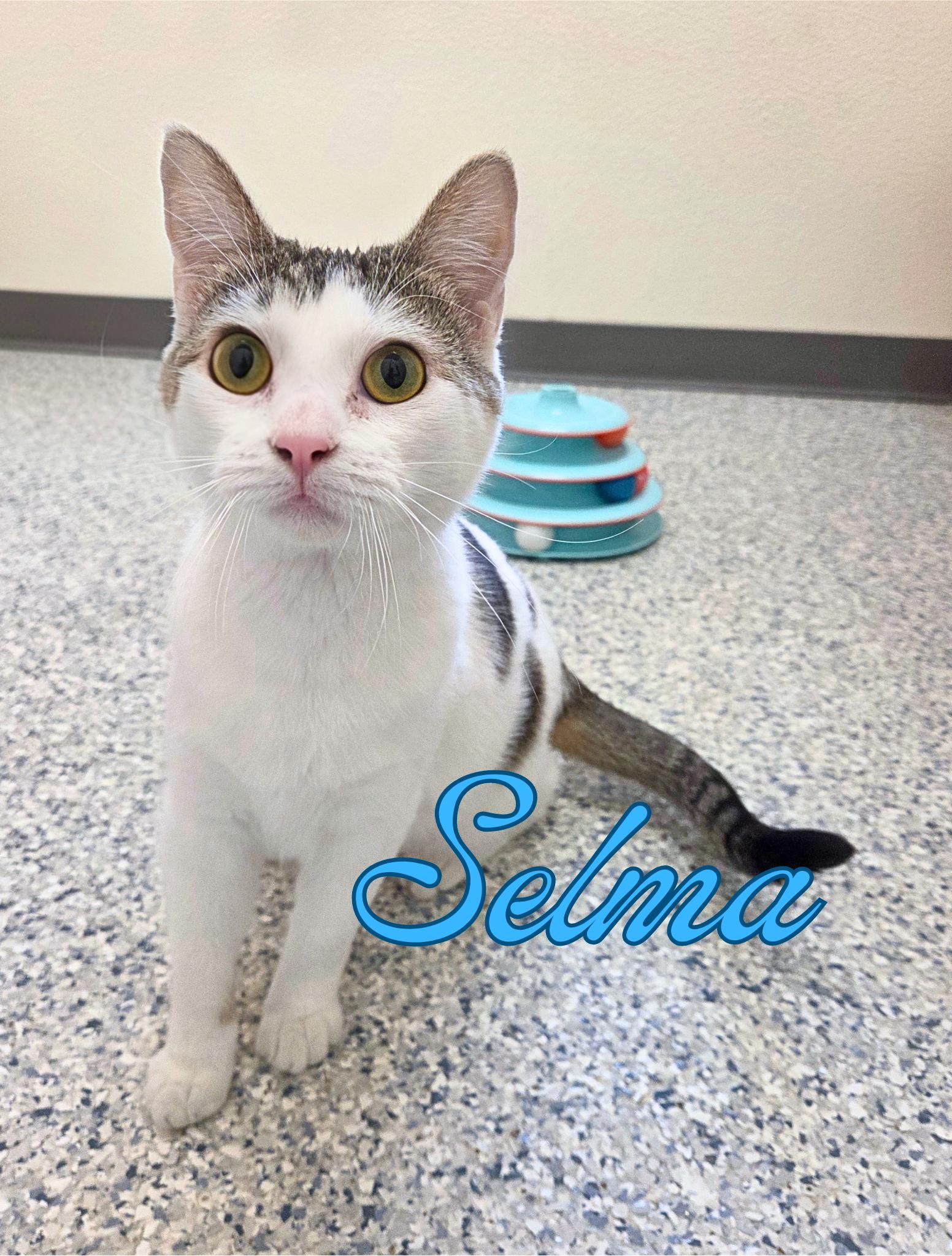 Selma, Adoptable, Young Female Domestic Short Hair.
