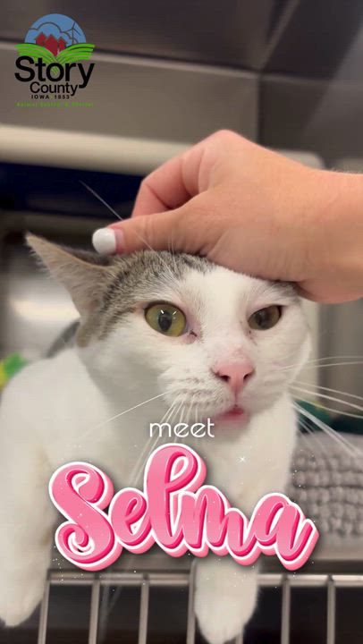 Enlarge Selma, a Adoptable Domestic Short Hair in Nevada, IA video 2/2