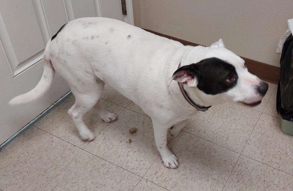 Ollie, Adoptable, Adult Female Pit Bull Terrier.