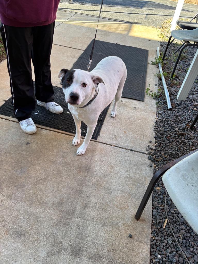 Ollie, a Adoptable mixed breed in Mocksville, NC image 2/3