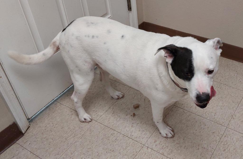 Ollie, a Adoptable mixed breed in Mocksville, NC image 3/3