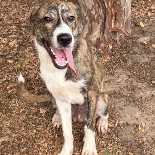 Enlarge Zues, a Adoptable mixed breed in Boston, MA image 6/6