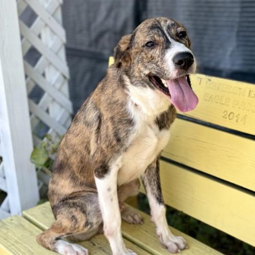 Enlarge Zues, a Adoptable mixed breed in Boston, MA image 3/6