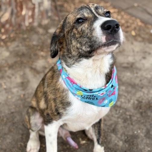 Enlarge Zues, a Adoptable mixed breed in Boston, MA image 5/6