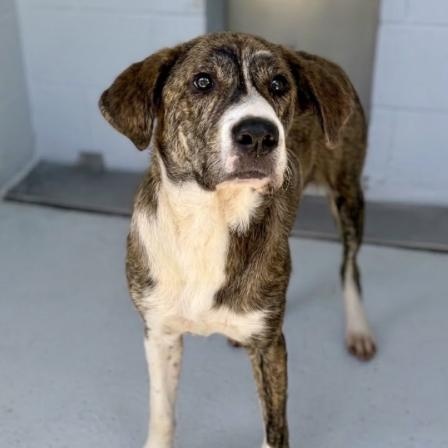 Enlarge Zues, a Adoptable mixed breed in Boston, MA image 2/6