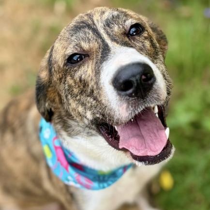 Enlarge Zues, a Adoptable mixed breed in Boston, MA image 4/6