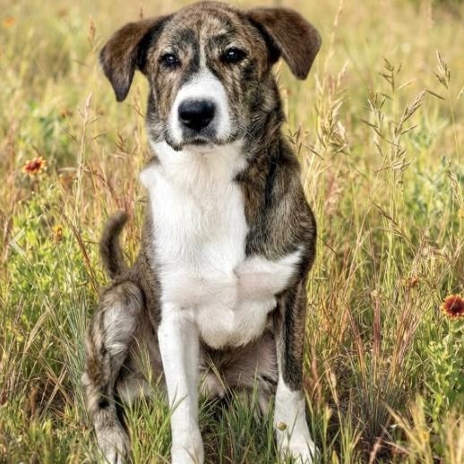 Zues, Adoptable, Puppy Male Mixed Breed.