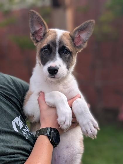 Enlarge Kai, a Adoptable mixed breed in Mansfield, TX image 1/1