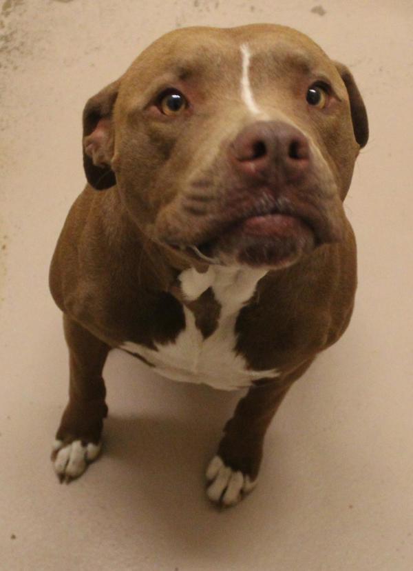 Pen 144 Jefe, a Adoptable mixed breed in Lawrenceville, GA image 1/4