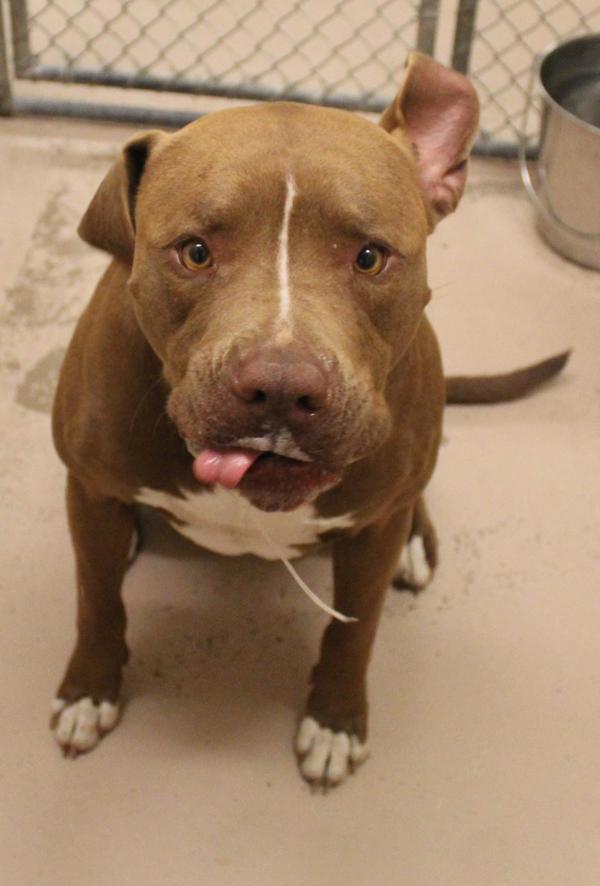 Pen 144 Jefe, a Adoptable mixed breed in Lawrenceville, GA image 2/4