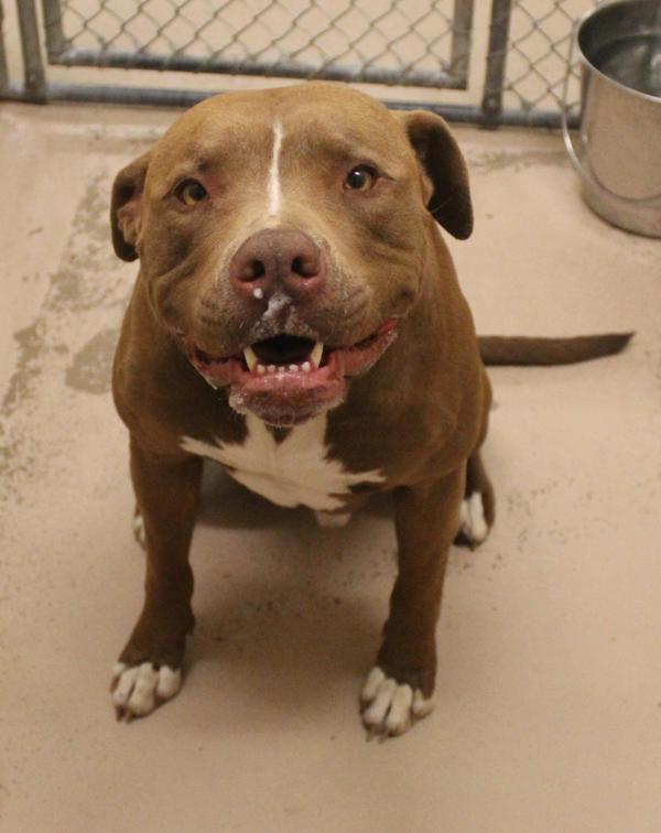 Pen 144 Jefe, a Adoptable mixed breed in Lawrenceville, GA image 3/4