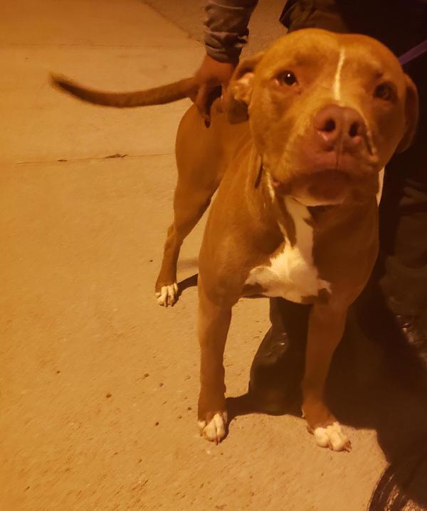 Pen 144 Jefe, a Adoptable mixed breed in Lawrenceville, GA image 4/4