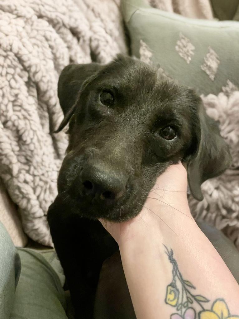 Annie, adopted, Adult Female Labrador Retriever.