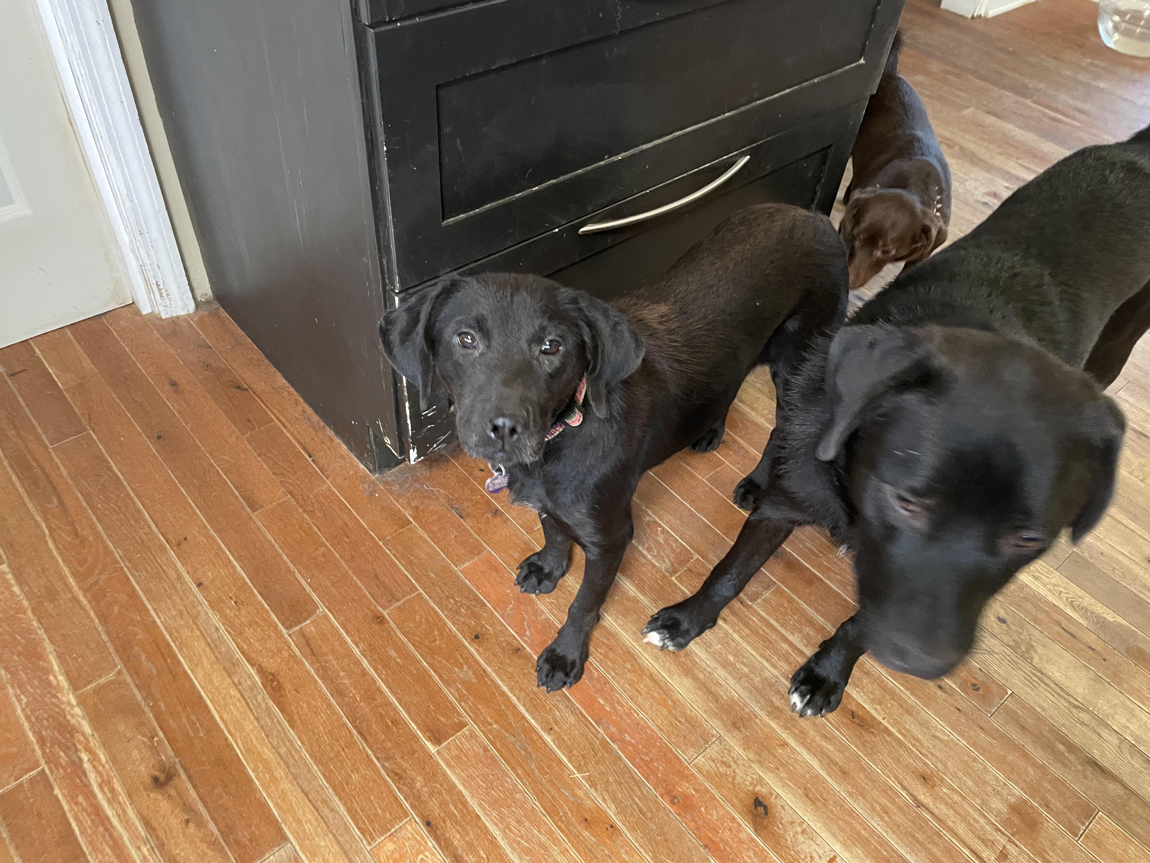 Enlarge Annie, an adopted mixed breed in MADISON, AL image 2/3
