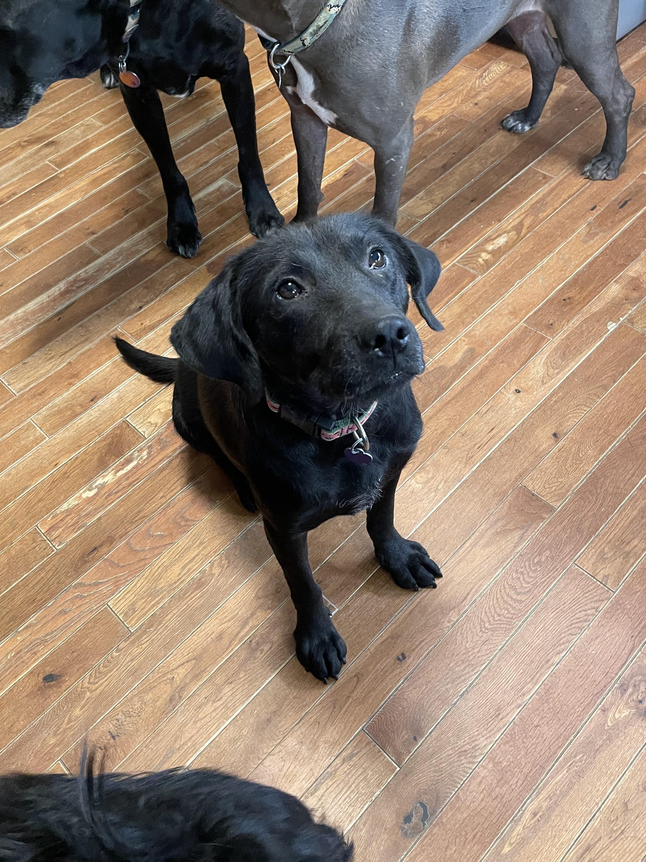 Enlarge Annie, an adopted mixed breed in MADISON, AL image 3/3